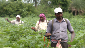 Farmers in Vidarbha spraying cotton fields with pesticides